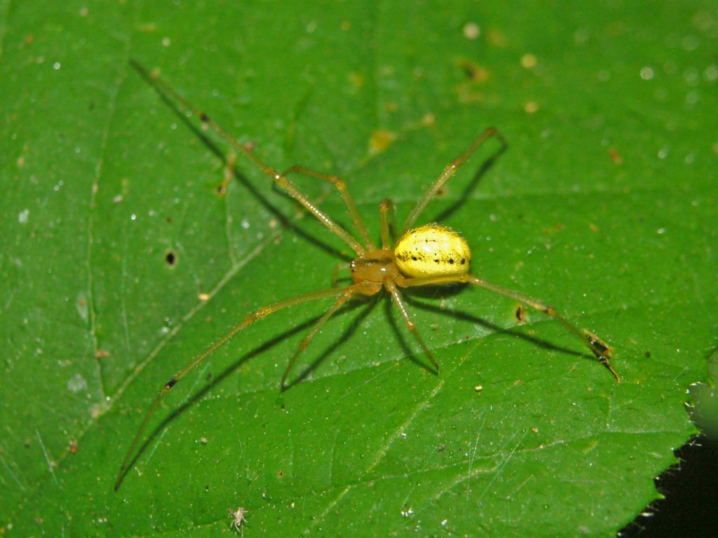 Enoplognatha sp.